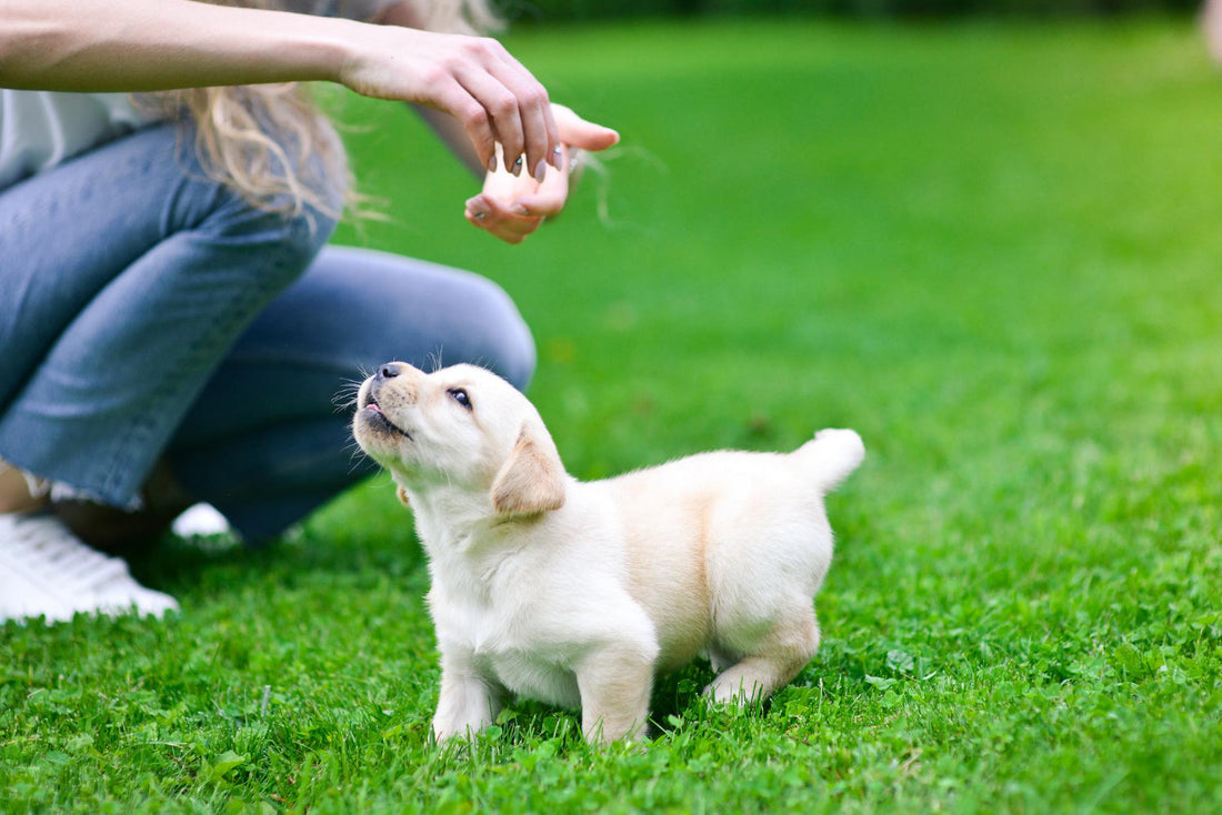 Spring time, Puppy training time!