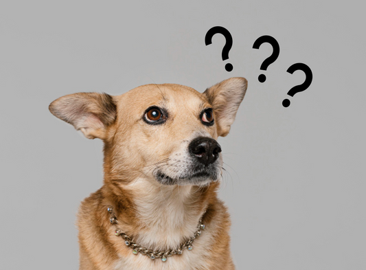 Why Choosing the Right Dog Treats Matters and How to Find the Right Fit