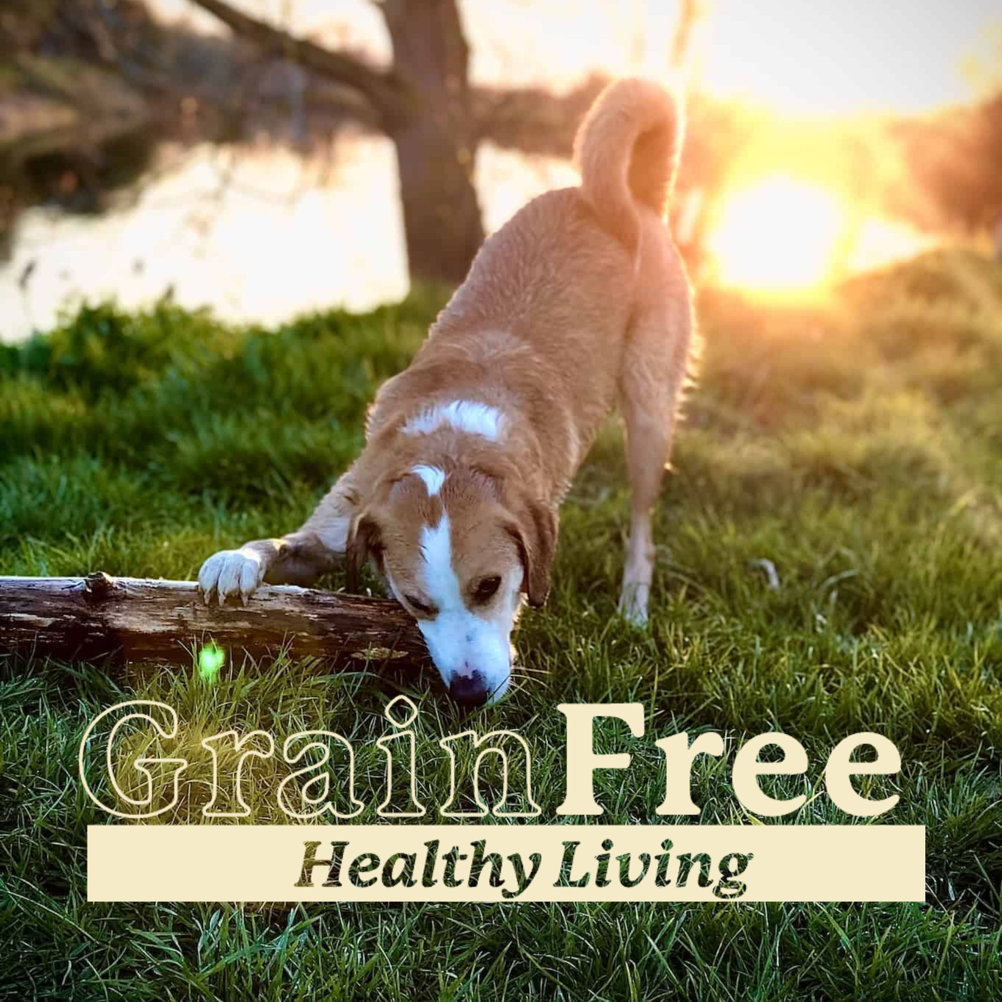 Darford Grain Free Healthy Living Treats for Dogs