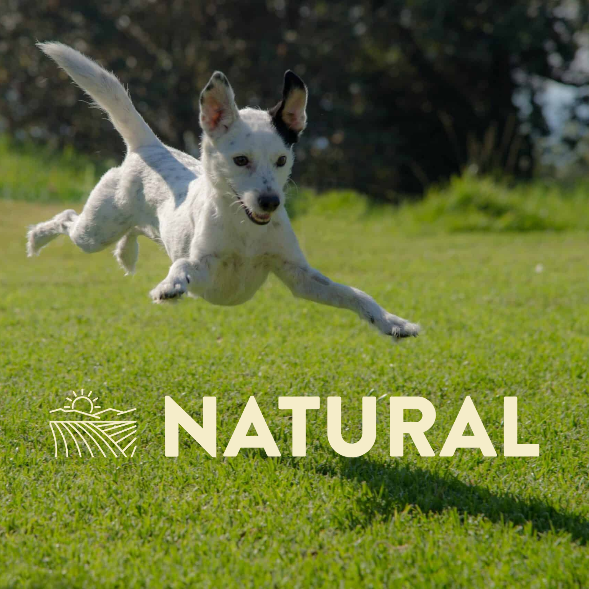 Darford Natural Treats for Dogs